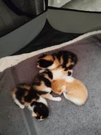 4 kittens geboren op 17 juli. 3 lapjes 1 rood witte, Dieren en Toebehoren, Katten en Kittens | Overige Katten, Meerdere dieren