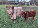 Mooie koppel Galloway koeien met kalveren., Dieren en Toebehoren, Runderen, Meerdere dieren