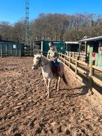 Bijrijdpaard/verzorgpaard gezocht!, Dieren en Toebehoren, Ophalen of Verzenden