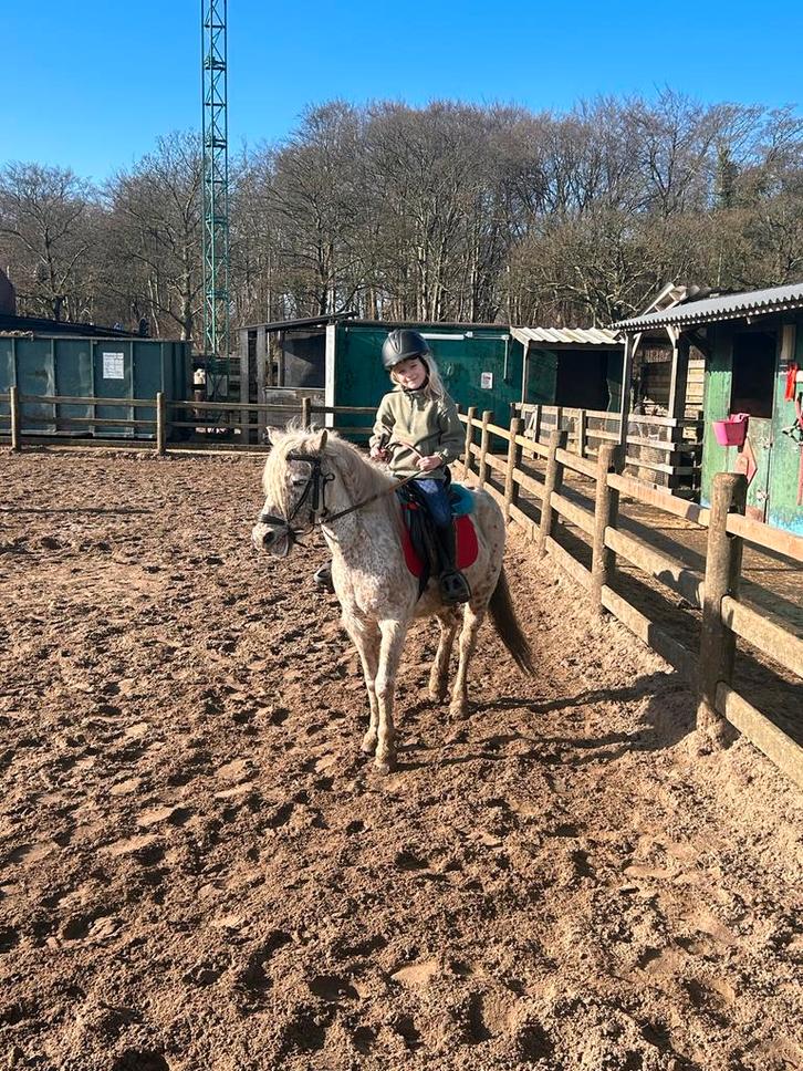 Bijrijdpaard/verzorgpaard gezocht!, Dieren en Toebehoren, Paarden en Pony's | Verzorgingsproducten, Ophalen of Verzenden