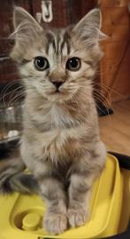 Kruising Ragdoll Main Coon Noorse Boskat, Dieren en Toebehoren, Meerdere dieren, Ontwormd