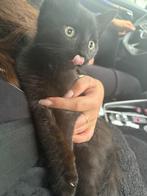 Kitten, Dieren en Toebehoren, Katten en Kittens | Overige Katten, Kater