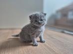 Britse Korthaar kittens, Dieren en Toebehoren, Katten en Kittens | Raskatten | Korthaar, Meerdere dieren, Ontwormd, 0 tot 2 jaar