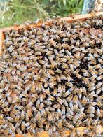 Buckfast bijenvolk F1, Dieren en Toebehoren, Bijen