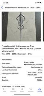 Fossiel van een Keichousaurus, Ophalen of Verzenden, Fossiel