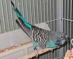 Blackface met kuif split blackwing split hagoromo man, Dieren en Toebehoren, Parkiet, Geringd