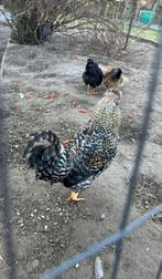 Sierhaan zoekt een warme thuis, Dieren en Toebehoren, Mannelijk, Kip