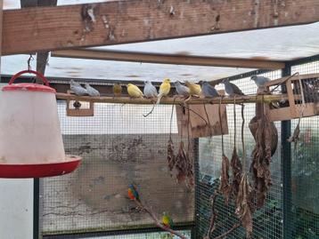 Diamant duif beschikbaar voor biedingen