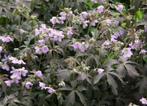 Geranium maculatum ‘Espresso’, Vaste plant, Lente, Overige soorten, Ophalen
