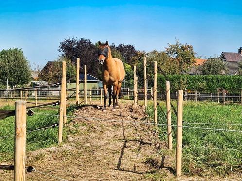 Paddock paradise te huur, eigen beheer/doe het zelf, Dieren en Toebehoren, Stalling en Weidegang, Opfok, Stalling, Weidegang, Toebehoren