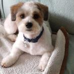 AIN: Bella, Dieren en Toebehoren, Rabiës (hondsdolheid), Handelaar, Buitenland, Teef