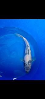 Koi shiro utsuri, Dieren en Toebehoren, Karper of Koi