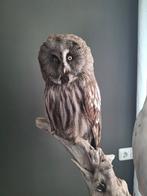 Prachtige Opgezette Laplanduil Te Koop, Verzamelen, Dierenverzamelingen, Ophalen, Zo goed als nieuw, Vogel, Opgezet dier