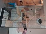 Knaagdierenkooi, Dieren en Toebehoren, Knaagdieren en Konijnen | Hokken en Kooien, Kooi, Minder dan 75 cm, Ophalen of Verzenden