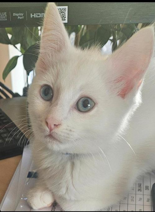 Leuke witte kittens, Dieren en Toebehoren, Katten en Kittens | Overige Katten, Meerdere dieren