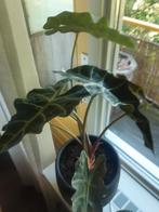 Alocasia polly skelet plant kamerplant, Ophalen of Verzenden, Minder dan 100 cm