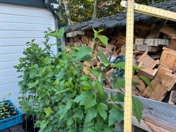 Hibiscus struiken, erf afscheiding haag met mooie bloemen beschikbaar voor biedingen