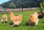 Orpington Haantjes, Dieren en Toebehoren, Pluimvee, Mannelijk, Kip