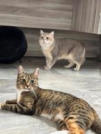 Kittens verwacht, Dieren en Toebehoren, Katten en Kittens | Raskatten | Korthaar, Poes