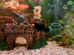 Black molly, Dieren en Toebehoren, Vissen | Aquariumvissen, Zoetwatervis, Vis