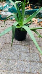 Aloe vera plant groot, Huis en Inrichting, Kamerplanten, Ophalen, Overige soorten, Minder dan 100 cm