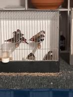 Te koop nog 1 span jonge Diamantvinken, Dieren en Toebehoren, Vogels | Overige Vogels, Meerdere dieren