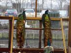 Zwartvleugel pauwen | Bijzondere kleur, diverse leeftijden!, Dieren en Toebehoren, Pluimvee, Meerdere dieren, Overige soorten
