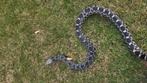 1.0 Pituophis sayi miami axanthic 2023, Hagedis, 3 tot 6 jaar