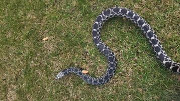 1.0 Pituophis sayi miami axanthic 2023 beschikbaar voor biedingen