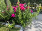 Rozemarijn, Tuin en Terras, Planten | Tuinplanten, Ophalen of Verzenden, Zomer, Volle zon