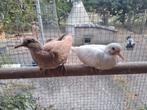 Jonge koppel tortelduifjes / lachduifjes, Dieren en Toebehoren, Vogels | Duiven, Meerdere dieren, Tortelduif
