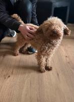 Toypoedel toy poedel dwergpoedel teefje, Poedel, Parvo, 1 tot 2 jaar, Teef