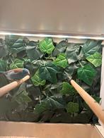 Blauwkop blauwfazant 2-0, Dieren en Toebehoren