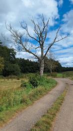 Bomen verwijderen voor het hout, Volle zon, Bloeit niet, 400 cm of meer, Overige soorten