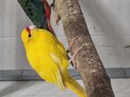 Gele geelvoorhoofd kakariki, Dieren en Toebehoren, Vogels | Parkieten en Papegaaien, Meerdere dieren, Parkiet