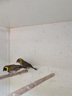 Koppel kleine Cubavink, Meerdere dieren, Tropenvogel