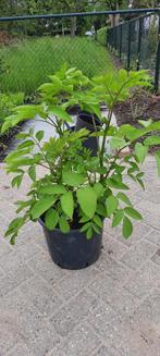 Aralia californica., Tuin en Terras, Planten | Tuinplanten, Volle zon, Vaste plant, Zomer, Ophalen