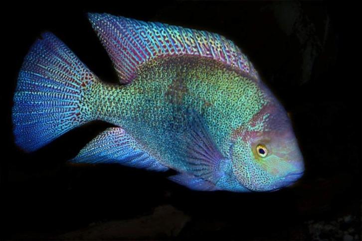 Midden Amerikaanse Cichliden: Maskaheros regani, Dieren en Toebehoren, Vissen | Aquariumvissen, Zoetwatervis, Vis