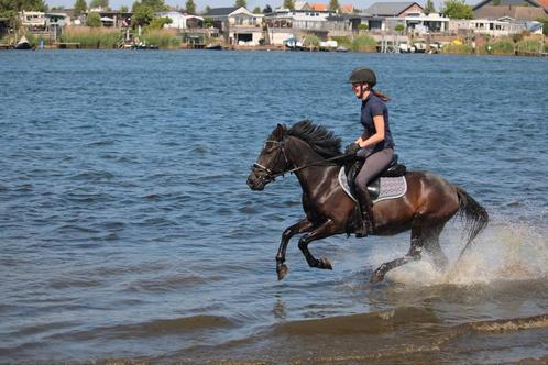 Super leuke allround recreatieve D pony, Dieren en Toebehoren, Pony's, Merrie, Recreatiepony