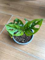 Monstera adansonii, Huis en Inrichting, Kamerplanten, Ophalen of Verzenden, Overige soorten, Minder dan 100 cm