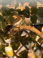 Koppel Molukse bronzemannetjes, Dieren en Toebehoren, Vogels | Overige Vogels, Meerdere dieren, Tropenvogel