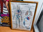 Vintage medische les posters dubbelzijdig, Antiek en Kunst, Ophalen, Natuur en Biologie