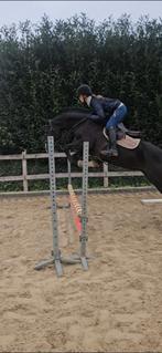 Brave 10-jarige allround merrie, Dieren en Toebehoren, Paarden, Merrie, Recreatiepaard, 7 tot 10 jaar