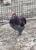 Araucana (bolstaart) haan., Dieren en Toebehoren, Pluimvee, Mannelijk, Kip