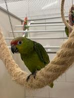 Jonge equador amazonepapegaai ( papegaai ), Meerdere dieren, Papegaai, Geringd