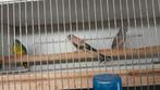 Bourke parkieten, Dieren en Toebehoren, Vogels | Parkieten en Papegaaien, Vrouwelijk, Parkiet