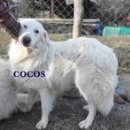 OP OP ZOEK NAAR EEN LIEF MAATJE? REUTJE OF TEEFJE? LEES MEE!, Particulier, Buitenland, Parvo, Meerdere