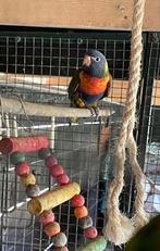 Lori pop, Dieren en Toebehoren, Vrouwelijk, Papegaai, Geringd