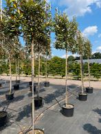 Elaeagnus leibomen Olijfwilg leiboom, Leiboom, Ophalen of Verzenden, 250 tot 400 cm, Volle zon