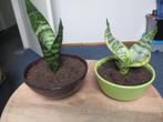 kamerplanten, Huis en Inrichting, Kamerplanten, Ophalen, Overige soorten, Minder dan 100 cm